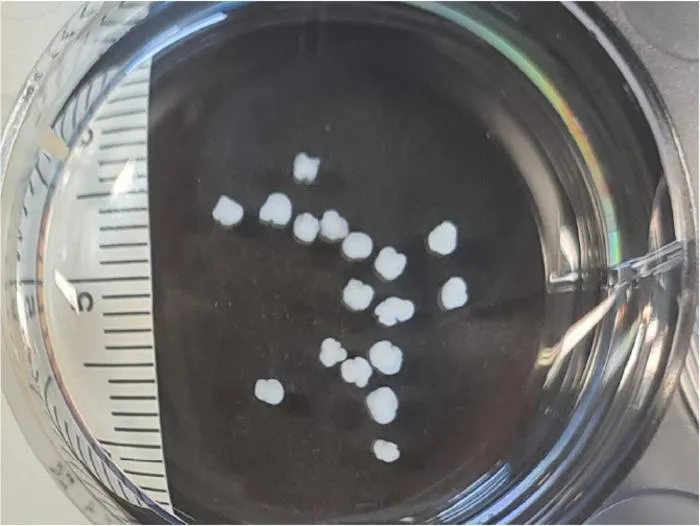 Multiple mouse cortical organoids