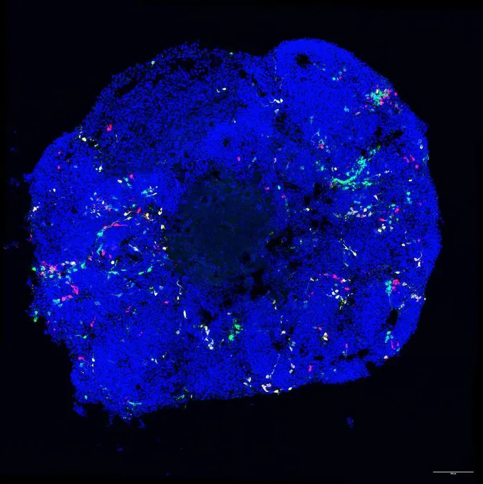 MADM organoid