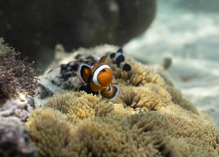 Anemonefish in Host Sea Anemone