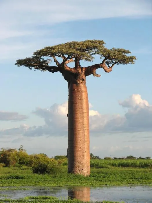 4_Bernard Gagnon_iNaturalist_Baobab