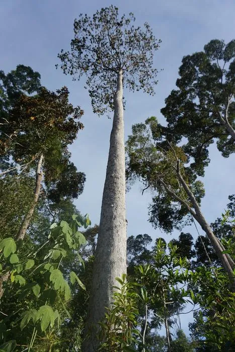 3_Dipterocarpus confertus_iNatularist_Arief Hamidi