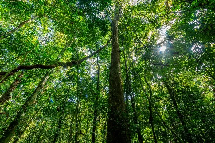 A tropical forest