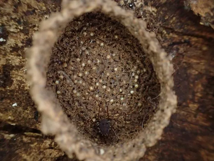 Quindina morae