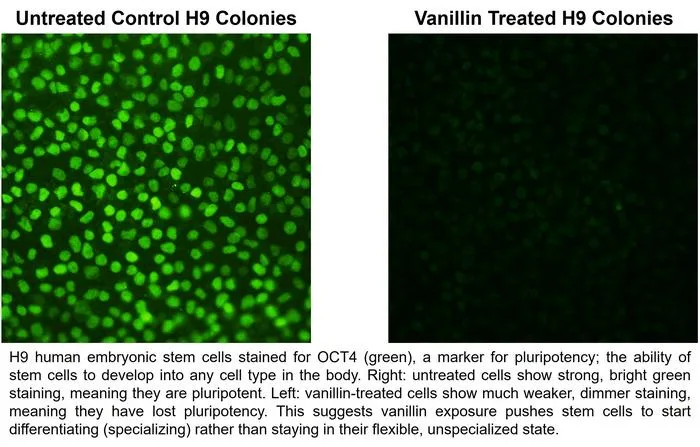 Vanillin flavouring in e-cigarettes disrupts human embryonic stem cell development