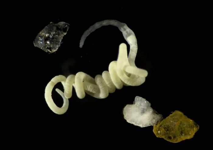 The gutless marine worm Olavius algarvensis