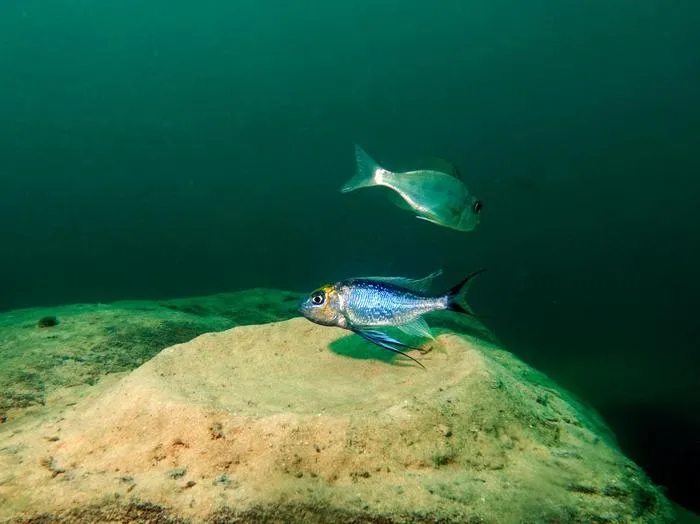 Blue featherfin in bower