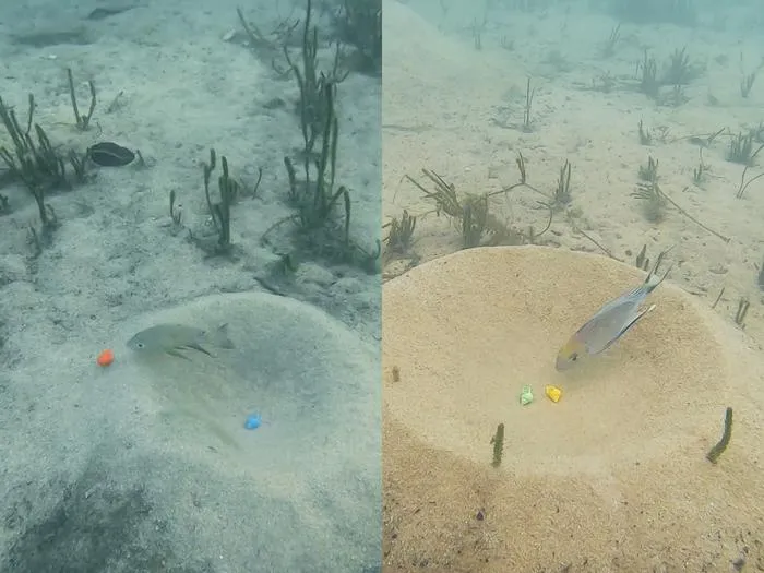 Two featherfins conducting preference trials