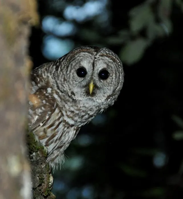 Invasive barred owl in northwestern California old-growth forest