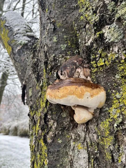 Polypore growing on a snowy tree in winter
