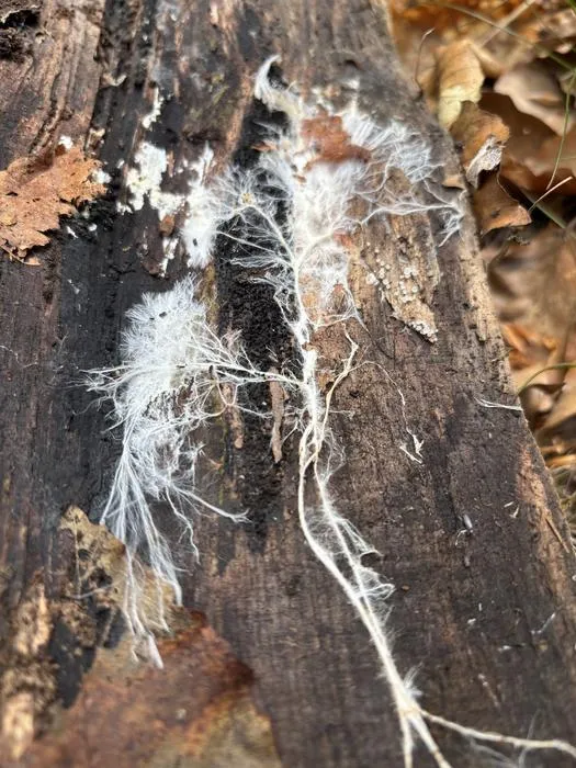 Mycelium growing on a log in a beech forest