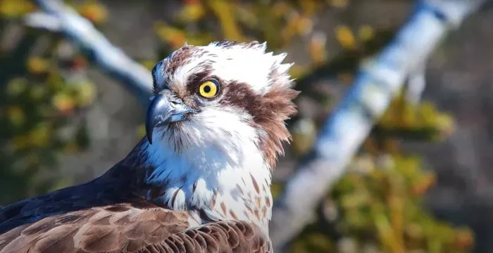 Dorset Osprey