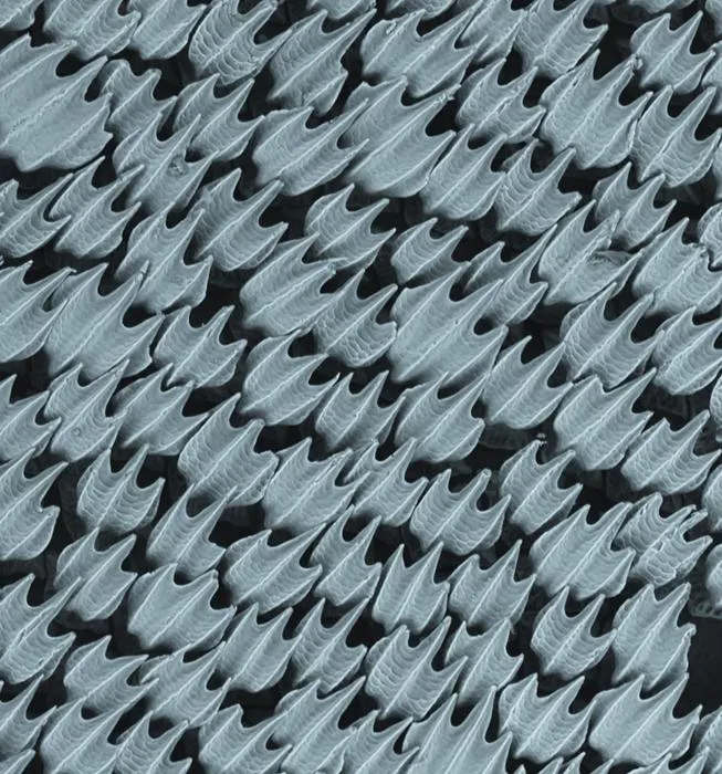 2_s.tuburo_anal_fin_n05.jpg