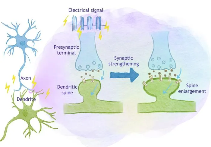Illustration of long-term potentiation (LTP), the process of synaptic strengthening