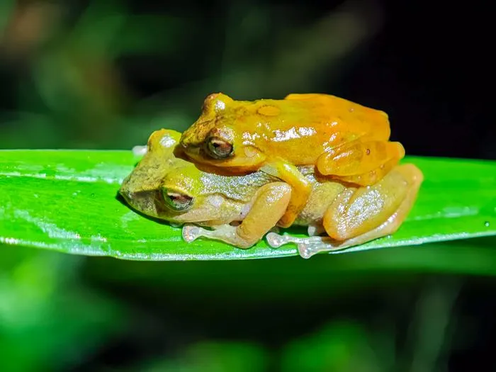 Reproductive pair of the Milpe Robber Frog