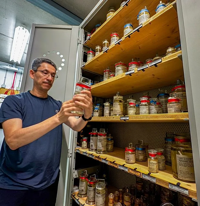 Santiago Ron reviewing jars with historical specimens preserved in the collections of the Natural History Museum in London