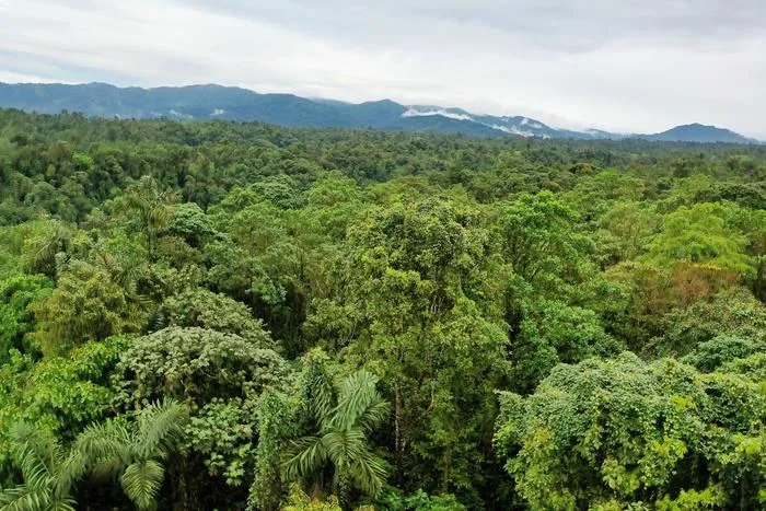 The Ecuadorian Chocó forest