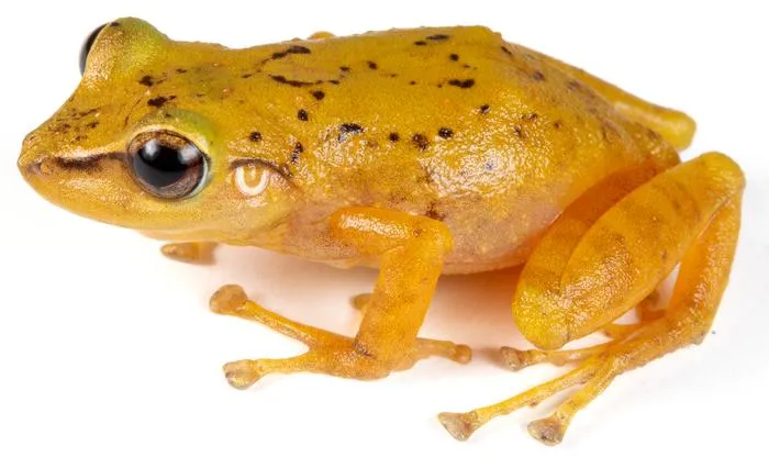 Milpe Robber Frog