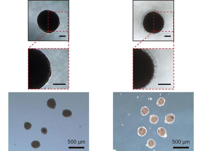 BZP comparison to non-coated spheroids