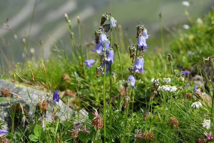 Fig. 2: Campanula barbata (Bearded Bellflower): The Bearded Bellflower (Campanula barbata) typically occurs in subalpine grasslands.