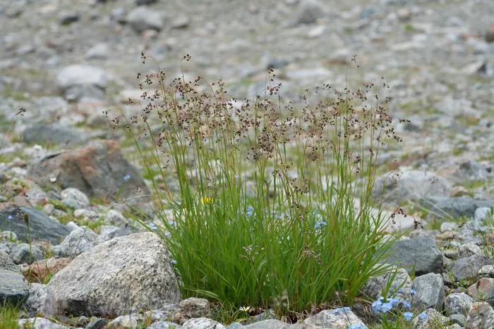 Fig. 4: Luzula alpinopilosa (Alpine Woodrush): Alpine Woodrush (Luzula alpinopilosa) is a characteristic species of snow-influenced alpine habitats and may therefore be increasingly affected by climate warming.