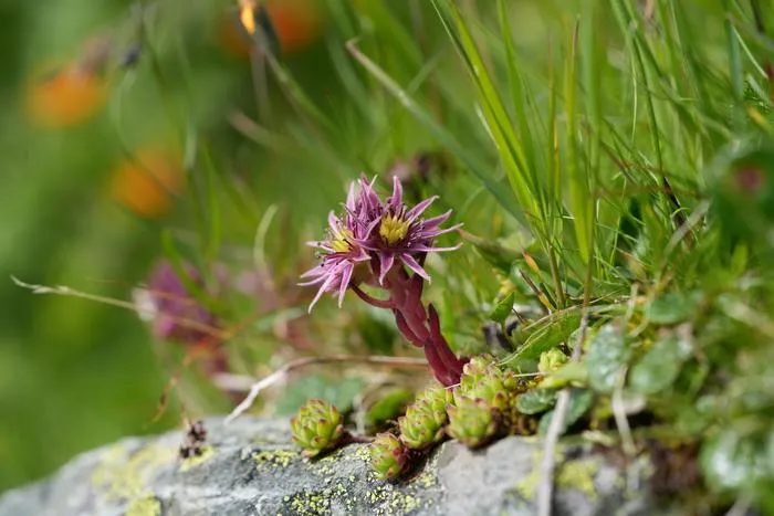 Fig. 1: Sempervivum montanum (Mountain Houseleek): Mountain Houseleek (Sempervivum montanum) typically grows in rock crevices and on dry, stony slopes in the alpine zone.