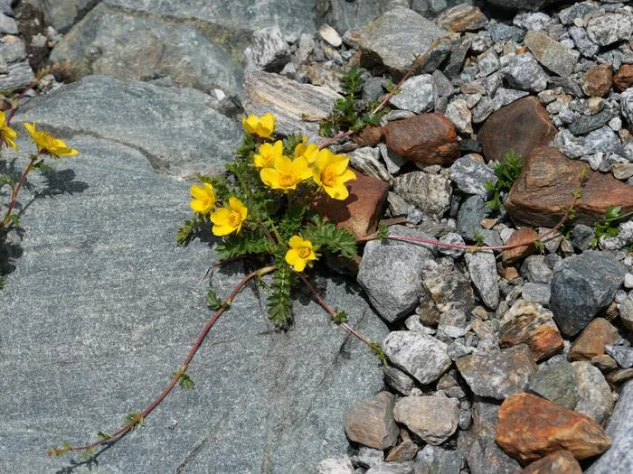 Fig. 3: Geum reptans (Creeping Avens): Creeping Avens (Geum reptans) is adapted to cold environments above the treeline and occurs primarily on scree slopes and other pioneer habitats.