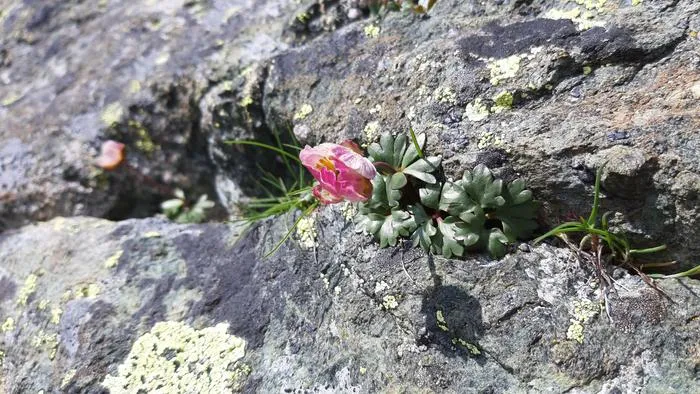 Fig. 6: Ranunculus glacialis (Glacier Crowfoot): Glacier Crowfoot (Ranunculus glacialis) is among the highest-growing plant species in Europe and is therefore considered particularly sensitive to warming in alpine environments.