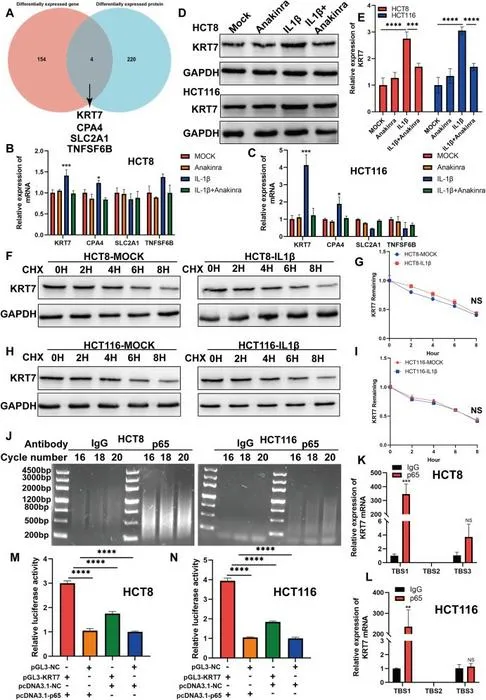 IL-1β promotes KRT7 expression through p65. (A) The intersection between differentially expressed mRNA and protein.