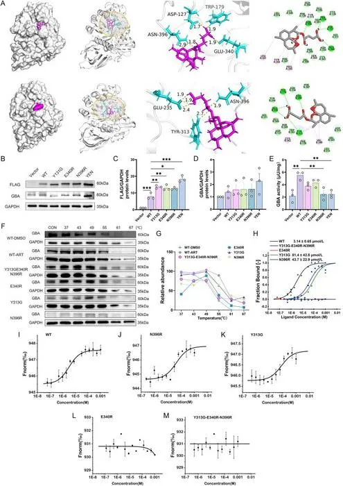 Identification of important binding sites for artesunate with GBA protein (n = 3)