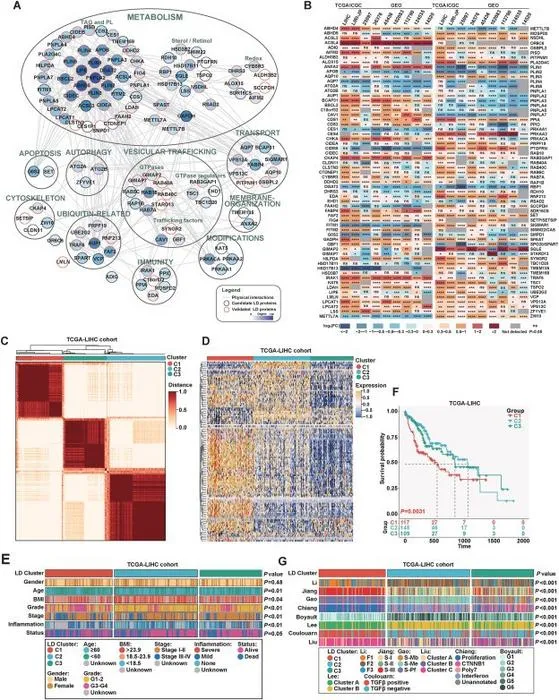 Characterization of lipid droplet-associated genes (LDAGs) in hepatocellular carcinoma (HCC) and identification of LDAG-associated HCC subclasses.