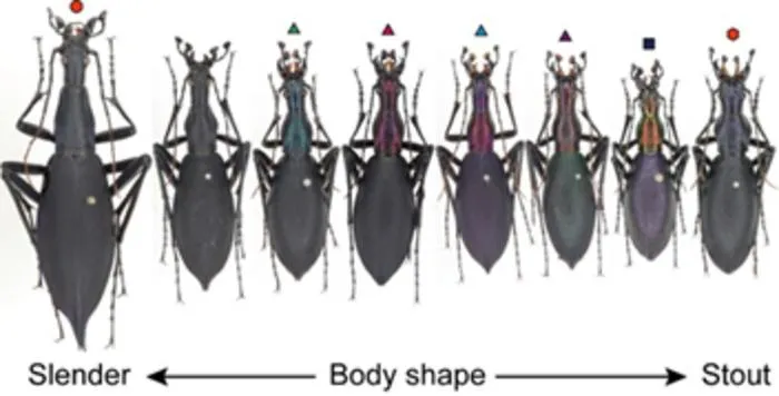 Carabus blaptoides