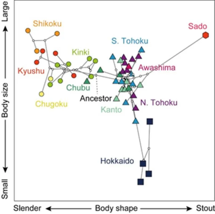 Regional morphological variation
