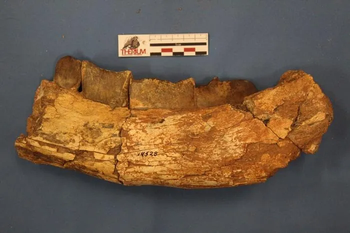 Jawbone of Xenastrapotherium kraglievichi that features marks of both predation by Purussaruus neivensis and possible scavenging by Langstonia huilensis .