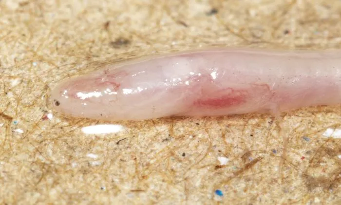 Close-up of Gangaichthys indonepalicus