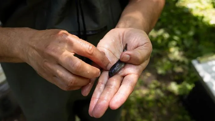 Invasive round goby