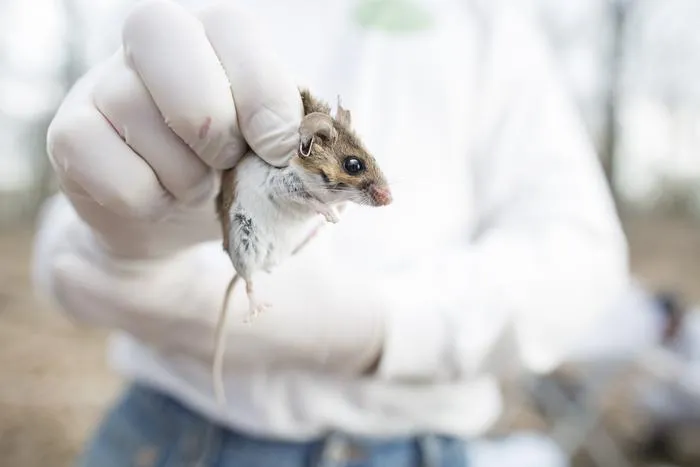 The number of white-footed mice can help to predict the abundance of nymphal ticks, which are the life stage most likely to spread Lyme disease to people.