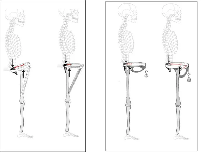 A reconstruction of the skeleton.