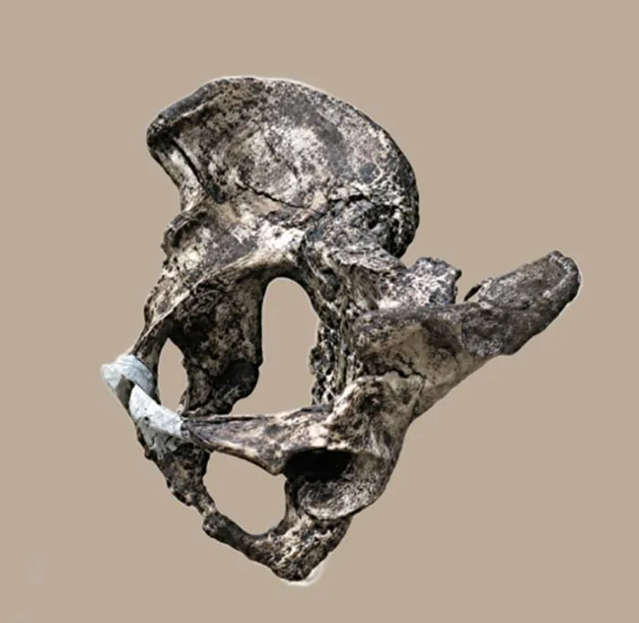 The Neanderthal pelvis