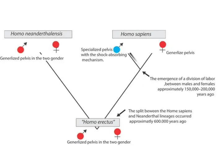 Proposed evolutionary scenario for the development of the modern human pelvis