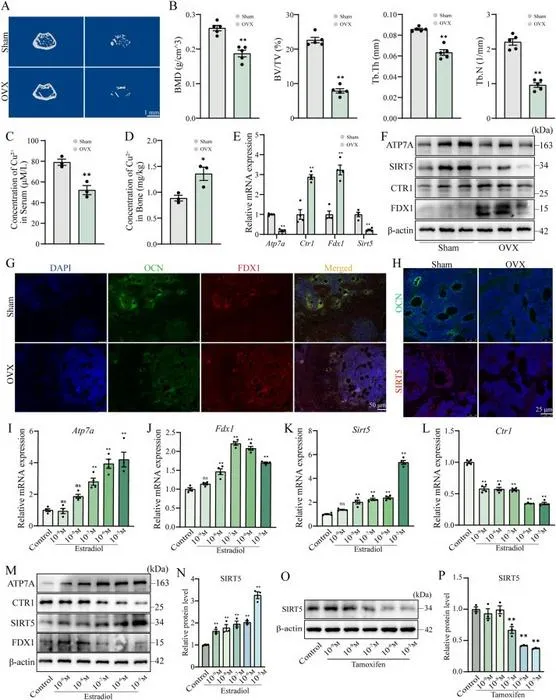 Effects of ovariectomy or estradiol on SIRT5 expression and cuproptosis markers