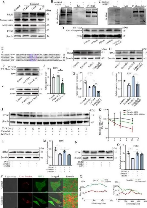 Effects of SIRT5 and estrogen on malonylation modification and protein level of FDX1 in C3H10T1/2 cells