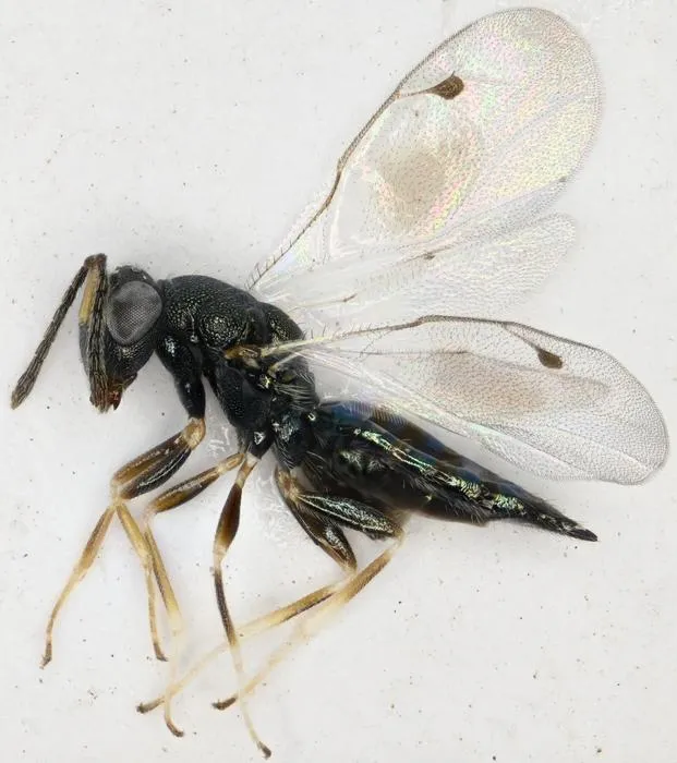 Ablaxia makrisi