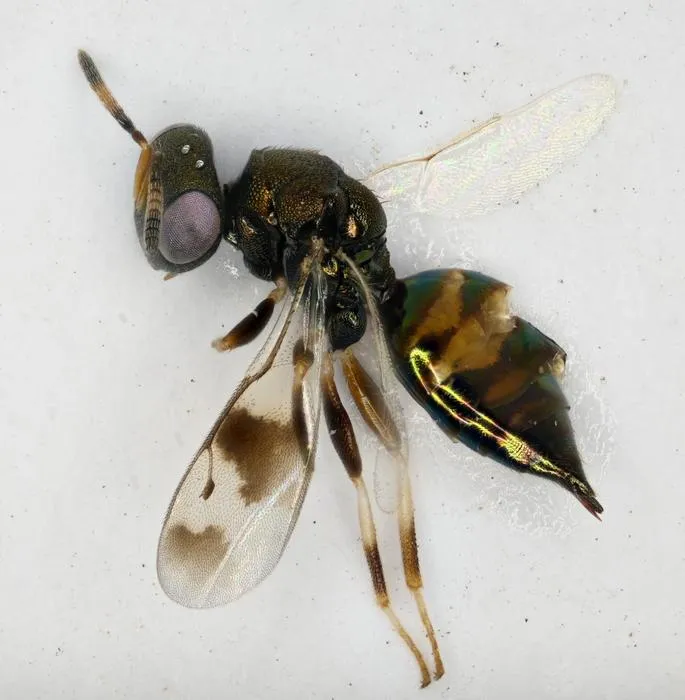 Erythromalus makrisi