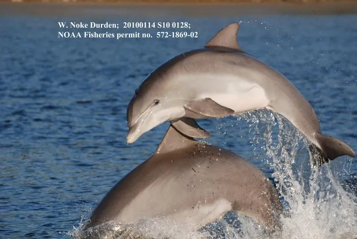 Snooping on Dolphins