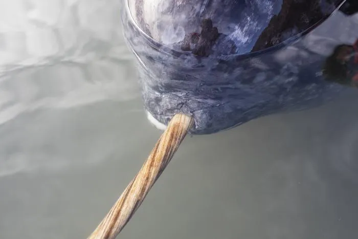 Narwhal tusk