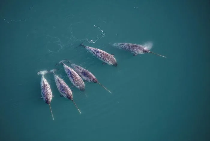 Narwhals