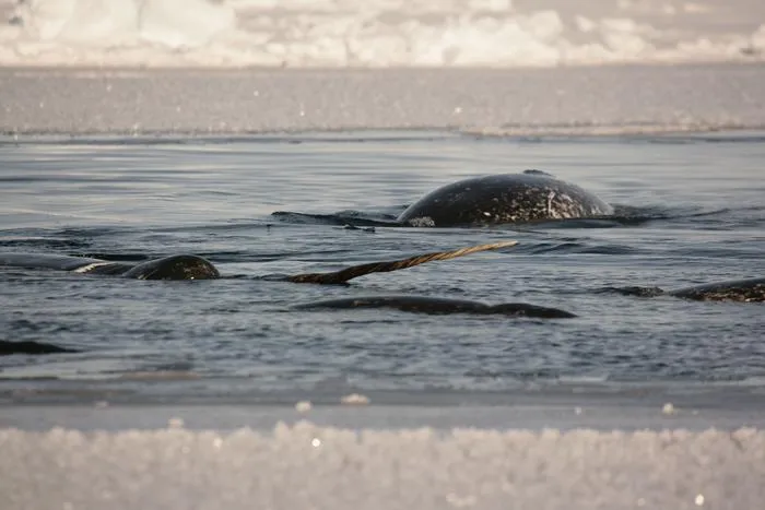 Narwhals, Greenland
