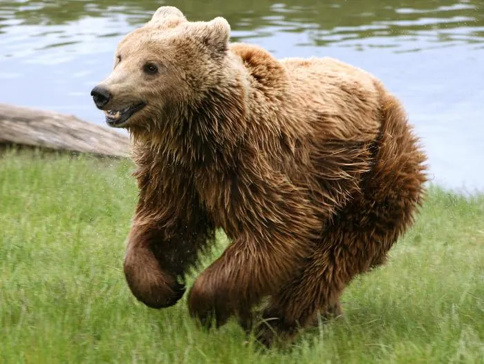 Eurasian brown bear (Ursus arctos arctos) 2
