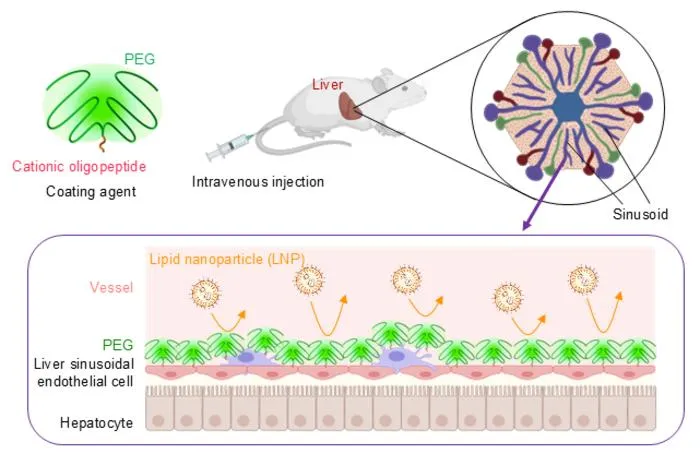 Mechanisms That Inhibit the Trapping of Lipid Nanoparticles by the Walls of Hepatic Sinusoids