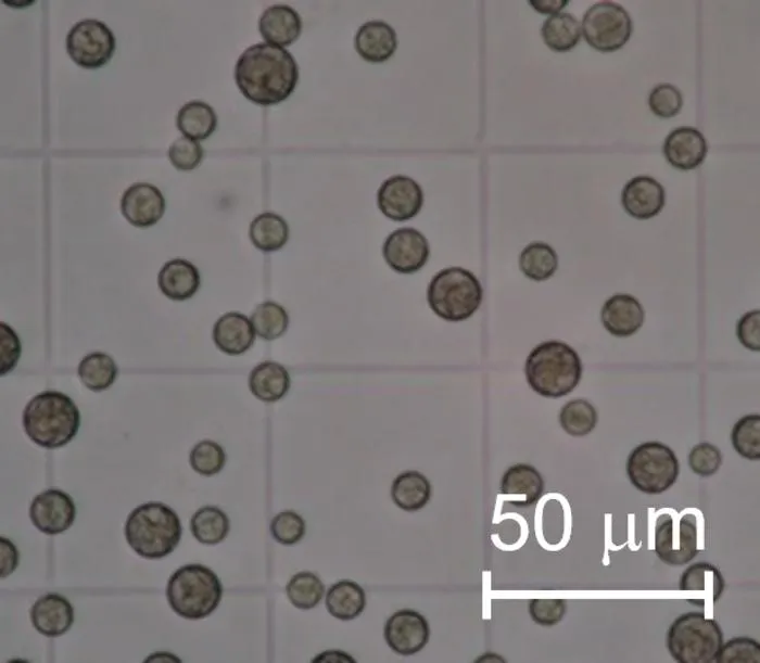 Aurantiochytrium sp. strain L3W